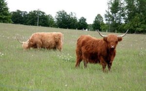  grass fed organic scottish highland cattle closeup