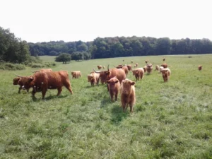 grass fed organic scottish highland cattlen in the pasture