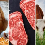 What Is Grass Fed Beef​?
