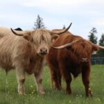 Scottish Highland Beef vs Angus Beef: Which Should You Buy?