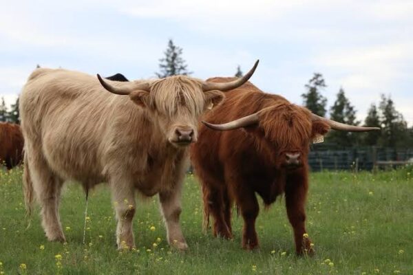 Scottish Highland Beef vs Angus Beef: Which Should You Buy?